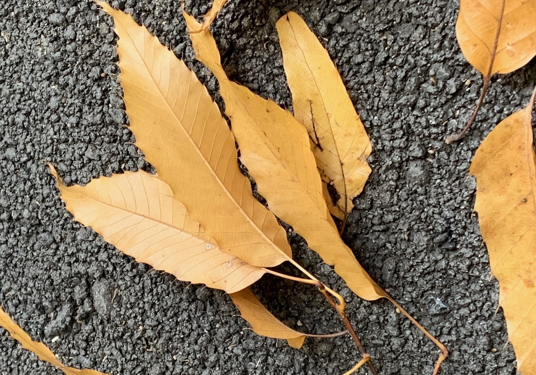 photo 20221117 fallen leaves1